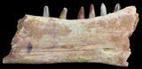 Spinosaurus Jaw Section - Six Composite Teeth #50629-1